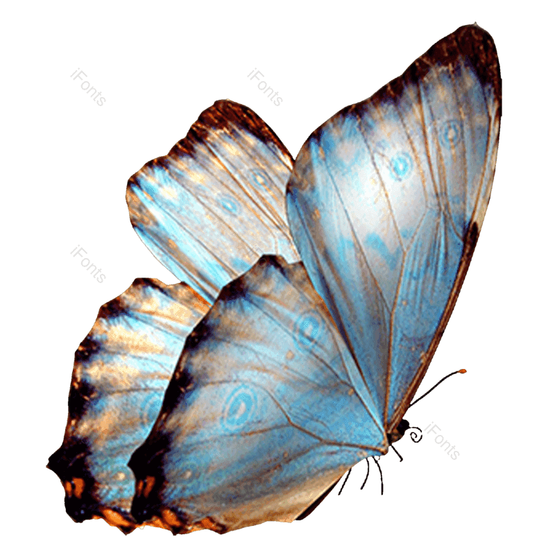 蝴蝶图片,蝴蝶花纹元素,动物PNG,蝴蝶翅膀免抠素材